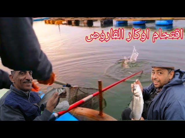 رحلة| البحث |بالماتور| عن اوكار |القاروص|و|الدنيس|