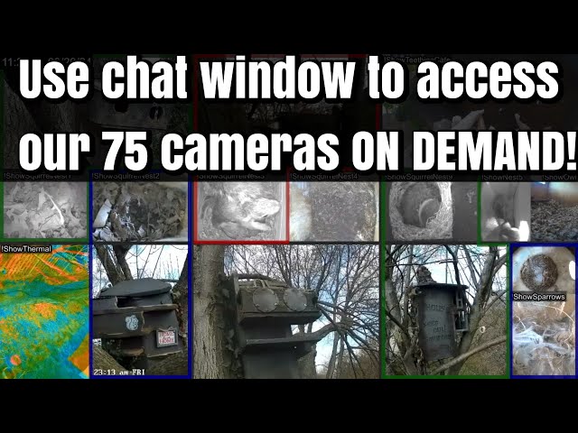 SqNest.Live-3of6: 75 backyard cameras on demand 🇺🇸🎗🇺🇦