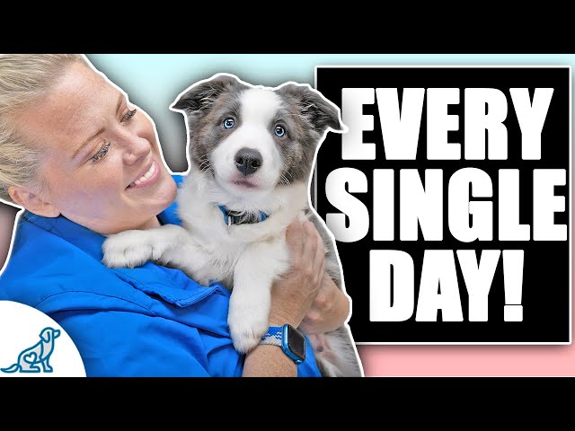 If You Have A HYPER Puppy, You Need To Do THIS!