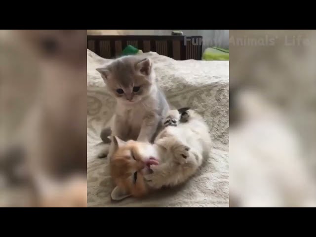 🤣 Funniest 🐶 Dogs and 😻 Cats   Awesome Funny Pet Animals Videos 😇