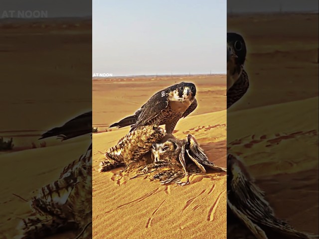 Falcon vs owl #trending #animals #wildlife #birds #owl #falcon #shorts #youtubeshorts #viralvideo