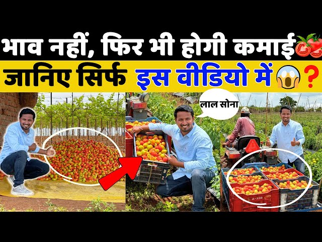 टमाटर खेती एक तरफ बाकि खेती एक तरफ 🍅😱🤯 King of All Vegetable, Tomato Farming A to Z || Indian Farmer