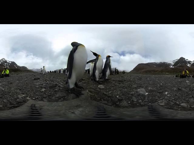 King Penguins on South Georgia in 360!