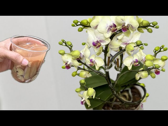 Just 1 cup, makes both roots and orchids bloom easily all year round