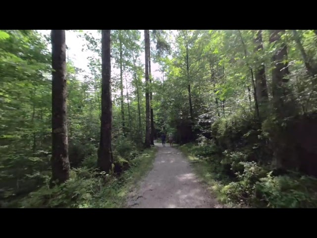 Forrest Walk in The Alps on Your VR180 Holiday