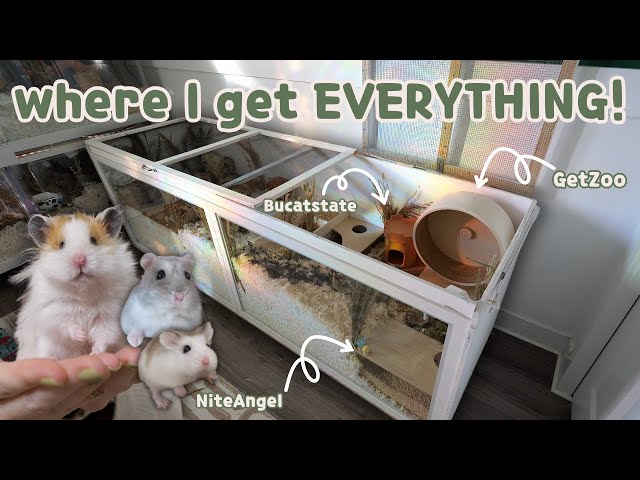 Where I Buy My Hamster Supplies + A Look Inside My Cages!