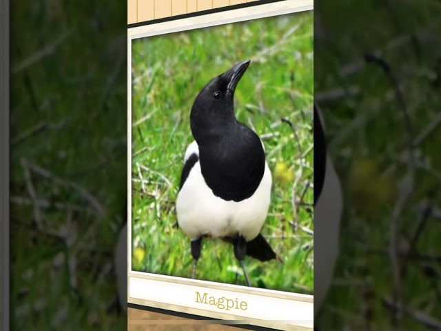 Magpie bird #bird #birds #magpies #birdsong