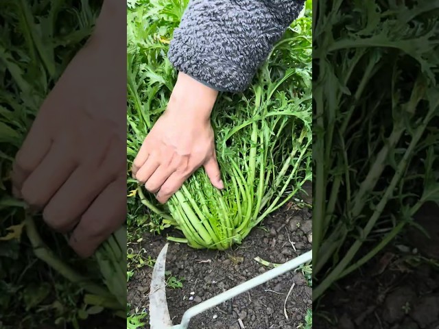 Harvesting vegetables #satisfying