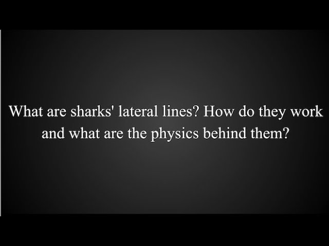 What are sharks' lateral lines? How do they work and what are the physics behind them?