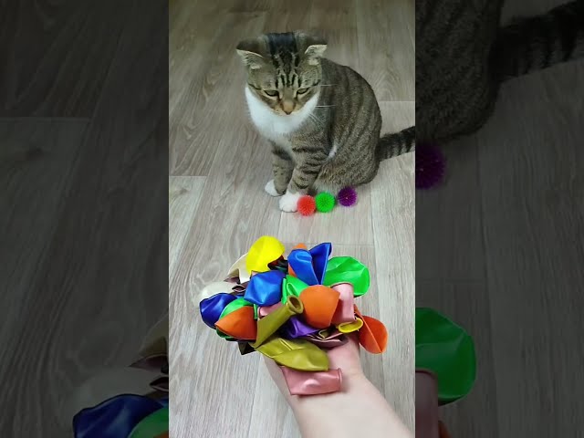 Funny Cats Barsik ❤ Vasj 💛 Beads Balls Reverse Video