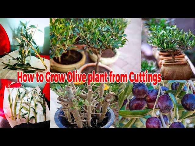 How to Grow an Olive Tree from Cuttings – Easy & Proven Method