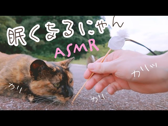 ASMR CATS in The Mountain Park Ear Cleaning (Public)