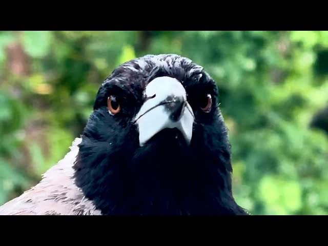 Australian Magpie Calls | Nonstop Singing and Talking, 100% Commitment to Family Welfare! 🎶