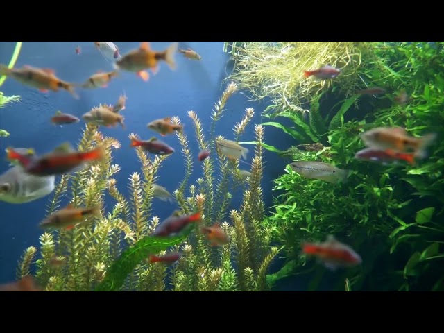 Aquarium 4K VIDEO ULTRA HD 🐠 Beautiful Coral Reef Fish - Relaxing Sleep Meditation Music