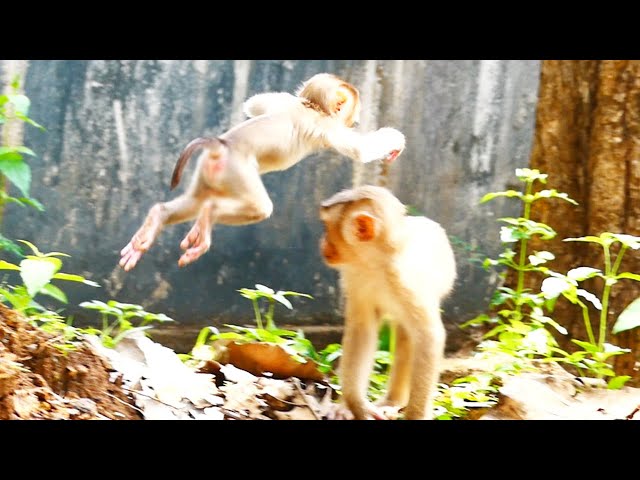 Adorable Monaco baby jumps rapidly over head of his brother Michael, Monaco is so active