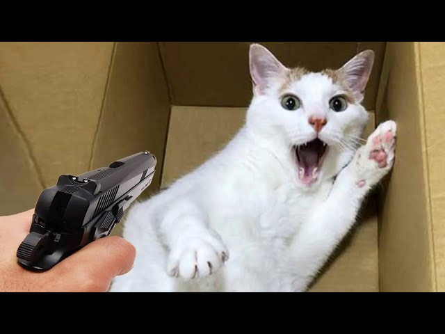 Funniest Animals 2024 🤣😅 New Funny Cats and Dogs Videos 😸🐶