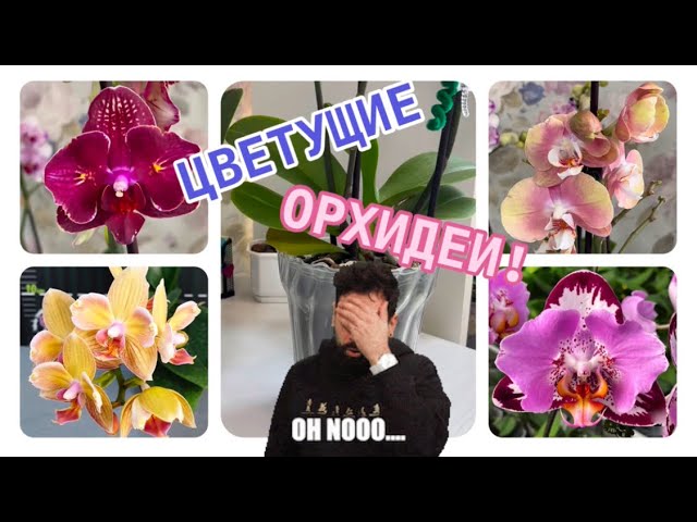 Орхидеи мечты в моей коллекции🦋 🤗 #orchid Очень интересные сорта #phalaenopsis #flowers