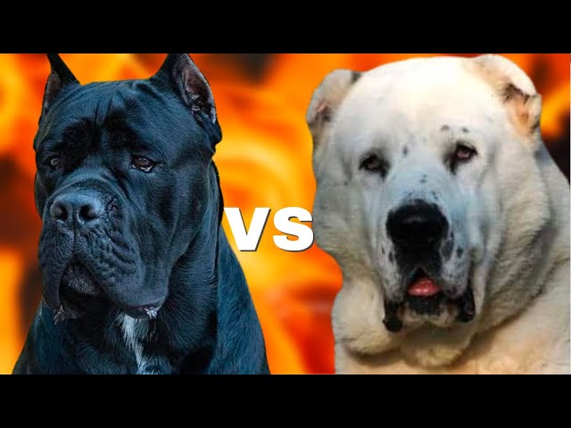 Cane Corso vs Alabai