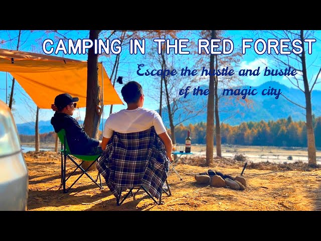 SMALL CAR CAMPING or GLAMPING [Wild Kitchen,Misty Jungle,Immersive Relaxing]  Colors of Camping Ep01