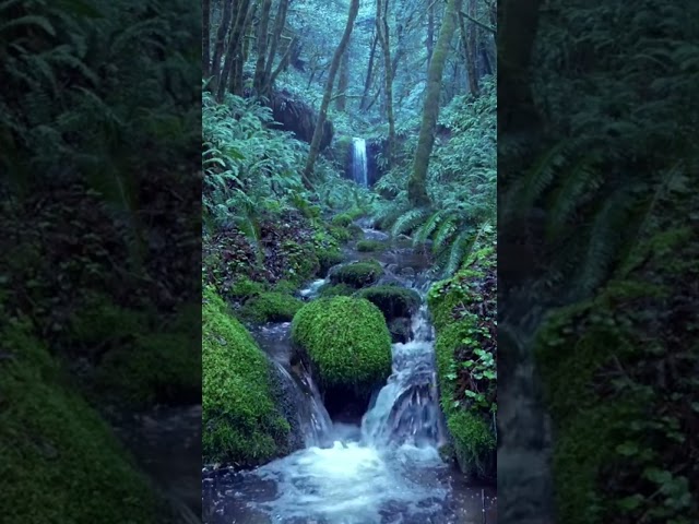 Relaxing Rain Noise + Forest Stream | 10-Hour Version on Our Channel!