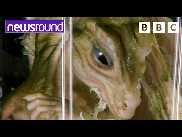 Real life Dragon prank | Strange News | Newsround