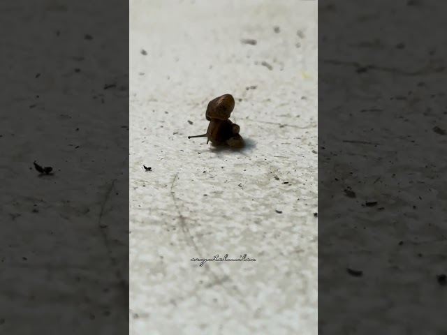 Snail On Top #CM_o8o1