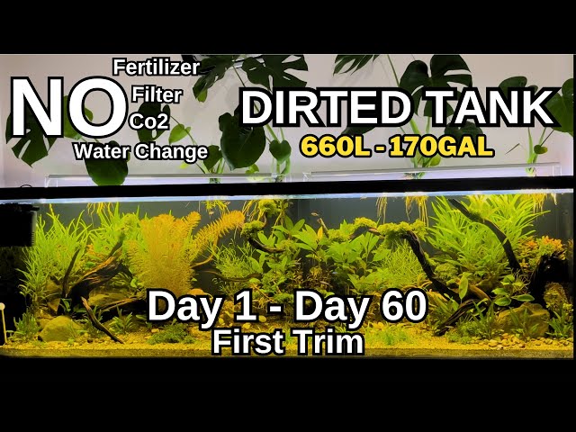 Aquascape Tutorial: Epic Dirted Tank Growth, First Trim, No Water Change, No CO2, No Filter | 2024