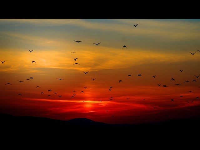 "Birds Flying In The Sky" Relaxing Music for Stress Relief, Meditation, Sleep, Relax, Healing