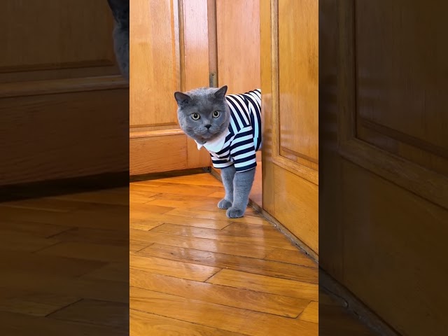 Tiny White Kitten Meets Striped Cat Friend In CUTEST Way