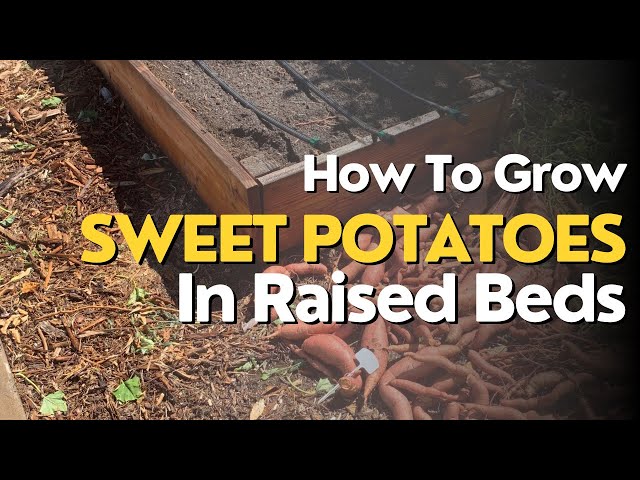 How To Grow Sweet Potatoes In Raised Garden Beds