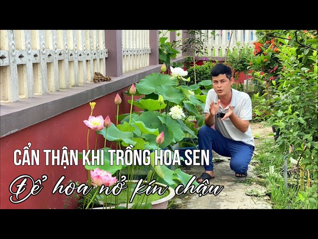 Hãy cẩn thận khi trồng Hoa Sen nếu muốn hoa nở kín chậu