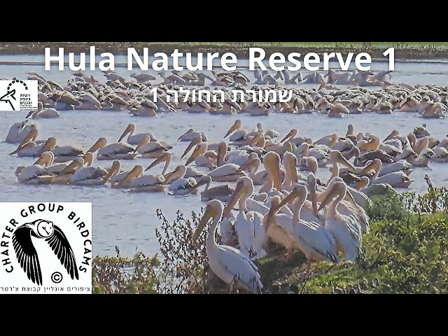 LIVE Hula Nature Reserve Bird CAM 1|Israel Nature & Parks Auth.|Charter Group of Wildlife Ecology