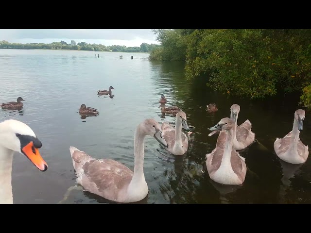 🇮🇪🦢 MUTE SWAN FAMILY🦢CYGNETS🐤MALLARD DUCKS🦆KINNEGO BAY IRELAND🇮🇪LIKE👍subscribe🙏😇#loveirelandmore💓Zen