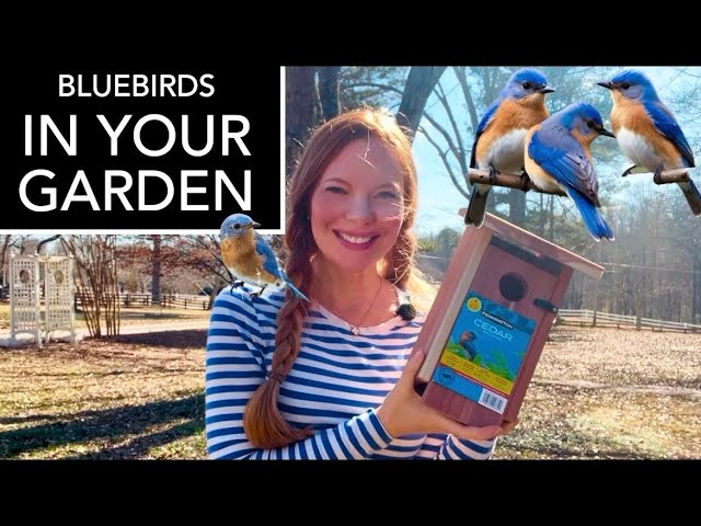 How To Set Up A Bluebird Nest Box And Attract Bluebirds To Your Yard And Garden