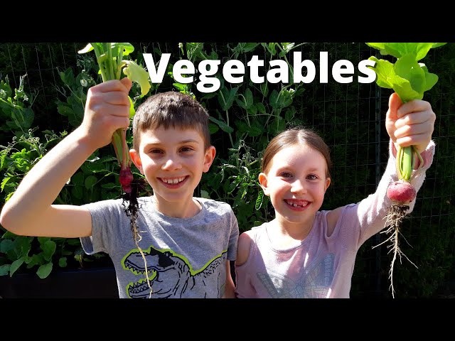 Vegetables for Kids | What are Vegetables?