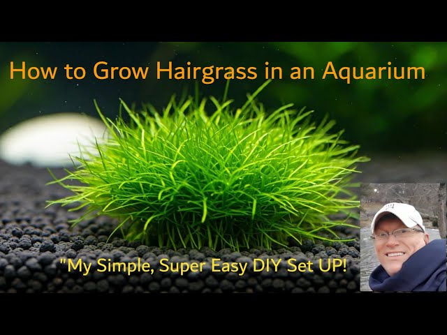 How to GROW Dwarf Hairgrass in your Aquarium