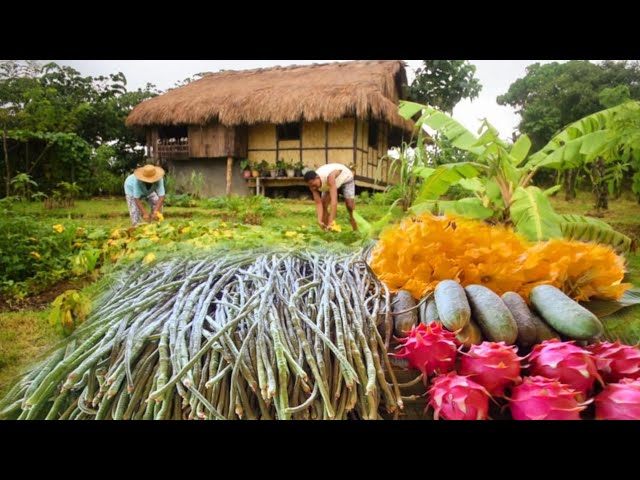 Bountiful harvest in our farm | Harvesting Filipino vegetables | Countryside life