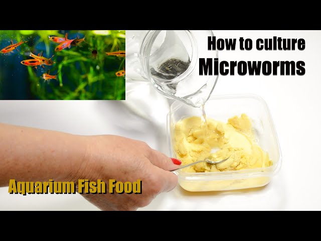 How I culture microworms - Aquarium Fish Food