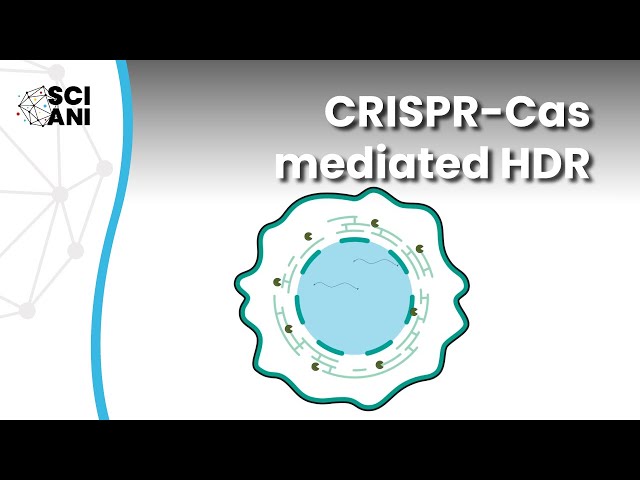 Which molecular factor(s) suppress CRISPR-Cas mediated HDR?