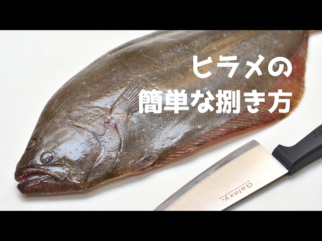 【初心者向け】ヒラメの簡単なさばき方【５枚おろし】Filleting Fish