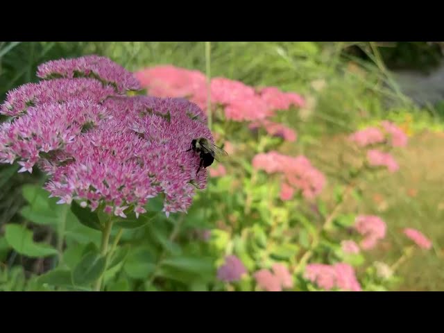 Garden coach's fall tips for your Massachusetts yard