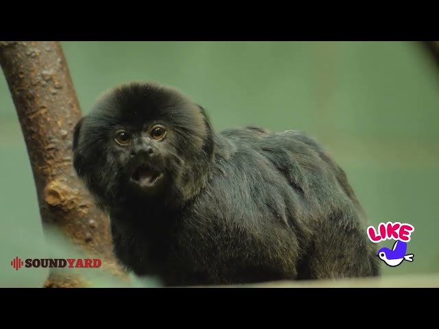 Fascinating Close-Up of a Black Tufted Marmoset | Amazing Primate Footage