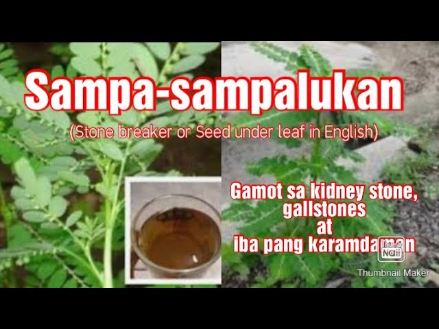 Sampa-sampalukan mabisang halamang gamot