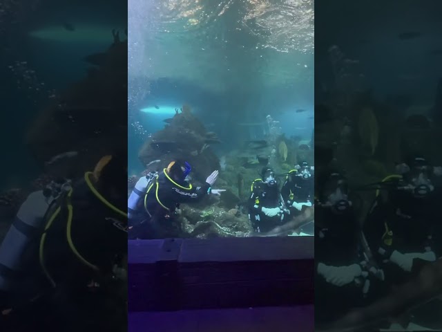 Aquarium 🥰#indian #indiantourism #travel #youtubeshorts#shorts #explorenaturesworld