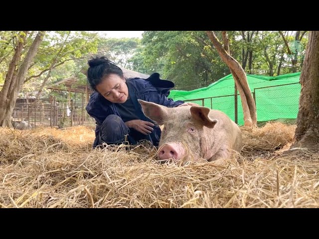 A Lullaby for a Rescue Pig! - ElephantNews