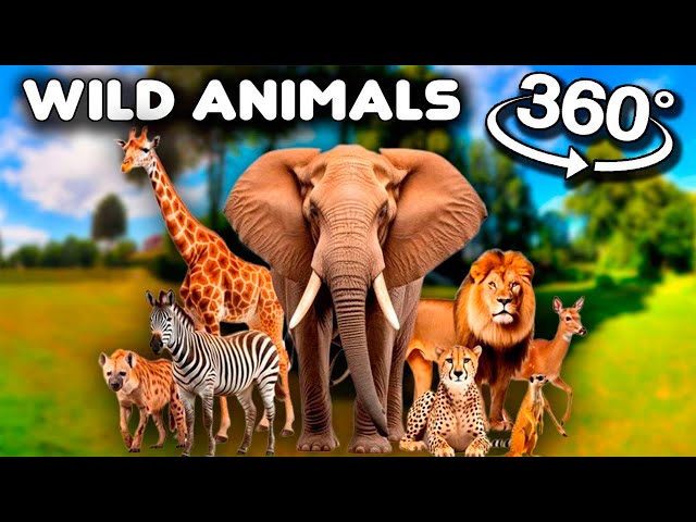 Wild Animals Vocabulary in English | Learn wild animals names in English