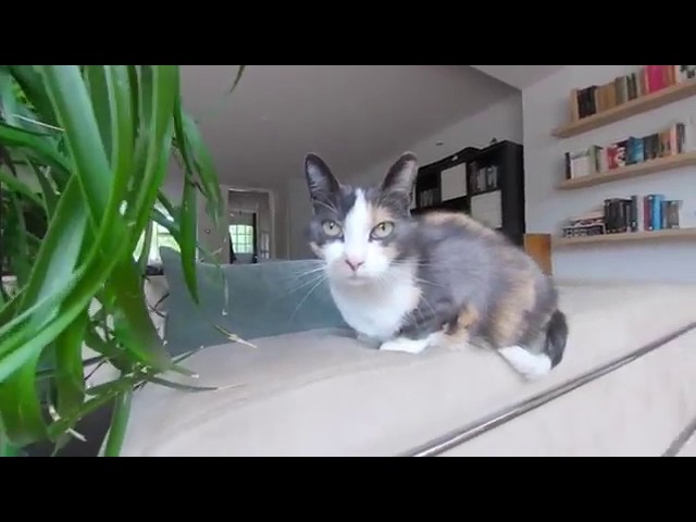 QooCam - cats in the livingroom