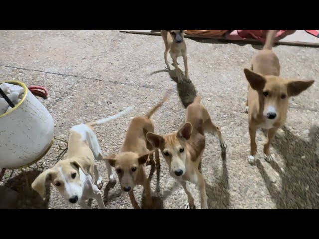 Snack Time With 6 Happy Dogs!😍 | Funny Dogs | Dogs Playing Funny Video Episode 56