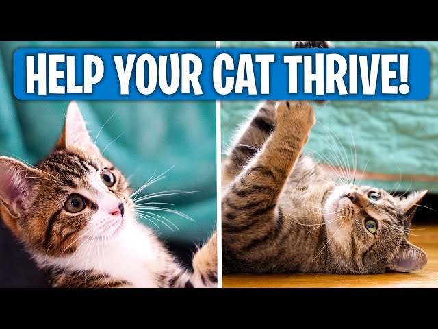 How to Prolong Your Cat’s Life: Health and Longevity Tips