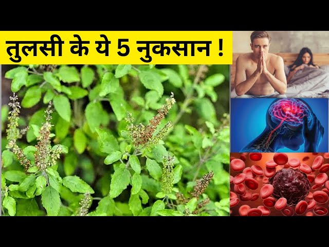 Tulsi ke fayde || Tulsi ke Nuksan || Tulsi khane ke fayde